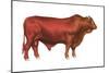 Santa Gertrudis Bull, Beef Cattle, Mammals-Encyclopaedia Britannica-Mounted Poster