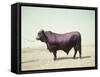 Santa Gertrudis Bull Is a Cross Between Shorthorns and Brahmans and Is Bred at King Ranch-John Dominis-Framed Stretched Canvas