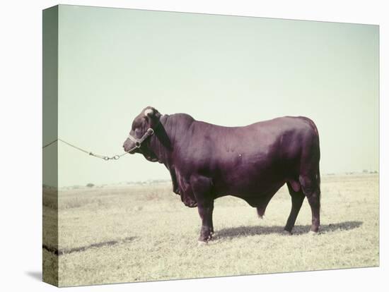 Santa Gertrudis Bull Is a Cross Between Shorthorns and Brahmans and Is Bred at King Ranch-John Dominis-Stretched Canvas