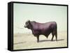 Santa Gertrudis Bull Is a Cross Between Shorthorns and Brahmans and Is Bred at King Ranch-John Dominis-Framed Stretched Canvas