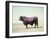 Santa Gertrudis Bull Is a Cross Between Shorthorns and Brahmans and Is Bred at King Ranch-John Dominis-Framed Photographic Print
