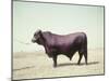 Santa Gertrudis Bull Is a Cross Between Shorthorns and Brahmans and Is Bred at King Ranch-John Dominis-Mounted Photographic Print