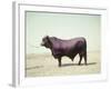 Santa Gertrudis Bull Is a Cross Between Shorthorns and Brahmans and Is Bred at King Ranch-John Dominis-Framed Photographic Print