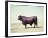 Santa Gertrudis Bull Is a Cross Between Shorthorns and Brahmans and Is Bred at King Ranch-John Dominis-Framed Photographic Print