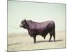 Santa Gertrudis Bull Is a Cross Between Shorthorns and Brahmans and Is Bred at King Ranch-John Dominis-Mounted Photographic Print