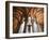 Santa Maria De Alcobaca Monastery, Alcobaca, Estremadura, Portugal-Michele Falzone-Framed Photographic Print