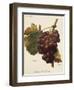 Santa Morena Grape-A. Kreyder-Framed Giclee Print