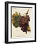 Santa Morena Grape-A. Kreyder-Framed Giclee Print