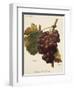 Santa Morena Grape-A. Kreyder-Framed Giclee Print