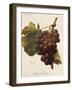 Santa Morena Grape-A. Kreyder-Framed Giclee Print
