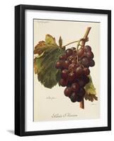 Santa Morena Grape-A. Kreyder-Framed Giclee Print