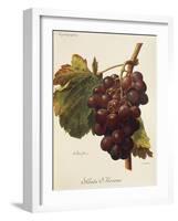 Santa Morena Grape-A. Kreyder-Framed Giclee Print