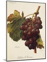 Santa Morena Grape-A. Kreyder-Mounted Giclee Print