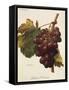 Santa Morena Grape-A. Kreyder-Framed Stretched Canvas