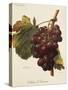 Santa Morena Grape-A. Kreyder-Stretched Canvas