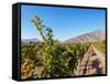 Santa Rita Vineyard, Alto Jahuel, Buin, Santiago Metropolitan Region, Chile, South America-Karol Kozlowski-Framed Stretched Canvas