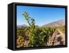 Santa Rita Vineyard, Alto Jahuel, Buin, Santiago Metropolitan Region, Chile, South America-Karol Kozlowski-Framed Stretched Canvas