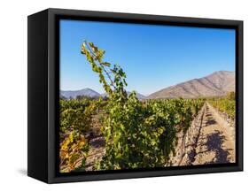 Santa Rita Vineyard, Alto Jahuel, Buin, Santiago Metropolitan Region, Chile, South America-Karol Kozlowski-Framed Stretched Canvas