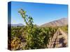 Santa Rita Vineyard, Alto Jahuel, Buin, Santiago Metropolitan Region, Chile, South America-Karol Kozlowski-Stretched Canvas