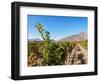 Santa Rita Vineyard, Alto Jahuel, Buin, Santiago Metropolitan Region, Chile, South America-Karol Kozlowski-Framed Photographic Print