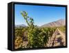 Santa Rita Vineyard, Alto Jahuel, Buin, Santiago Metropolitan Region, Chile, South America-Karol Kozlowski-Framed Stretched Canvas