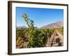 Santa Rita Vineyard, Alto Jahuel, Buin, Santiago Metropolitan Region, Chile, South America-Karol Kozlowski-Framed Photographic Print