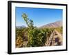 Santa Rita Vineyard, Alto Jahuel, Buin, Santiago Metropolitan Region, Chile, South America-Karol Kozlowski-Framed Photographic Print