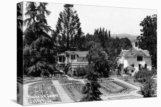 Santa Rosa, California - View of a Burbank Garden-Lantern Press-Stretched Canvas
