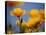 Santa Rosa Island, Channel Islands National Park, California: California Poppy-Ian Shive-Stretched Canvas