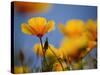 Santa Rosa Island, Channel Islands National Park, California: California Poppy-Ian Shive-Stretched Canvas