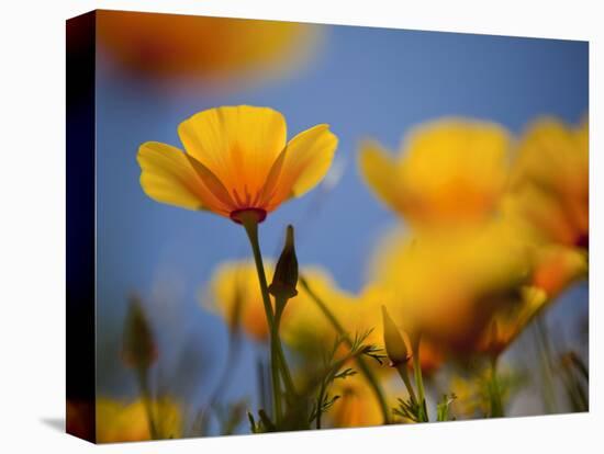 Santa Rosa Island, Channel Islands National Park, California: California Poppy-Ian Shive-Stretched Canvas