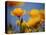 Santa Rosa Island, Channel Islands National Park, California: California Poppy-Ian Shive-Stretched Canvas