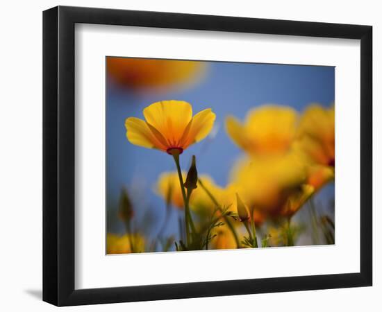 Santa Rosa Island, Channel Islands National Park, California: California Poppy-Ian Shive-Framed Photographic Print