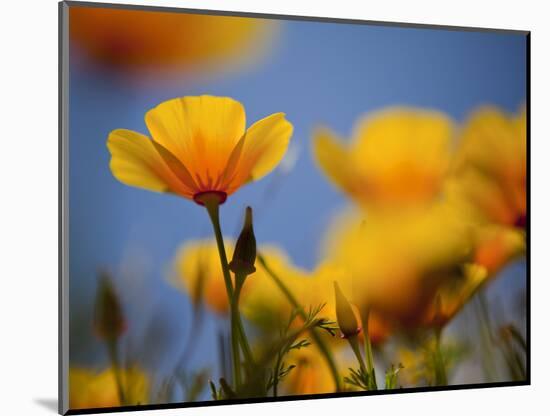 Santa Rosa Island, Channel Islands National Park, California: California Poppy-Ian Shive-Mounted Photographic Print