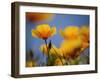 Santa Rosa Island, Channel Islands National Park, California: California Poppy-Ian Shive-Framed Photographic Print