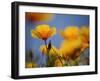 Santa Rosa Island, Channel Islands National Park, California: California Poppy-Ian Shive-Framed Photographic Print