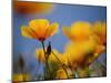 Santa Rosa Island, Channel Islands National Park, California: California Poppy-Ian Shive-Mounted Photographic Print