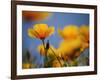 Santa Rosa Island, Channel Islands National Park, California: California Poppy-Ian Shive-Framed Photographic Print