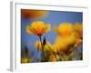 Santa Rosa Island, Channel Islands National Park, California: California Poppy-Ian Shive-Framed Photographic Print