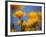 Santa Rosa Island, Channel Islands National Park, California: California Poppy-Ian Shive-Framed Photographic Print