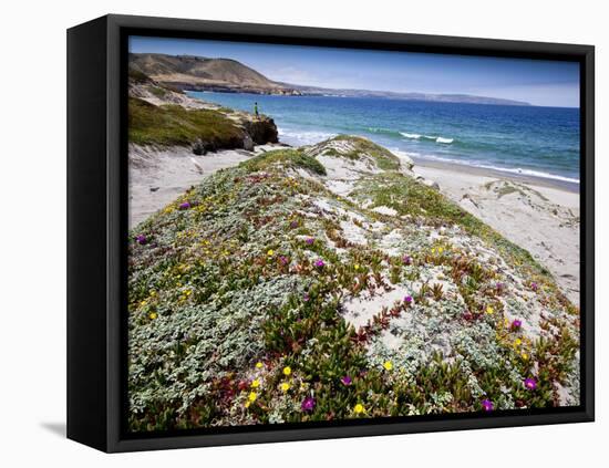 Santa Rosa Island, Channel Islands National Park, California. Wildflowers.-Ian Shive-Framed Stretched Canvas