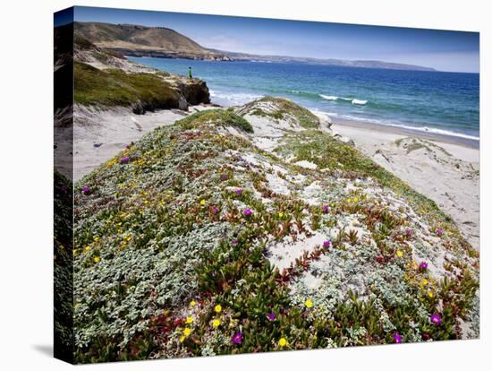 Santa Rosa Island, Channel Islands National Park, California. Wildflowers.-Ian Shive-Stretched Canvas