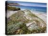 Santa Rosa Island, Channel Islands National Park, California. Wildflowers.-Ian Shive-Stretched Canvas