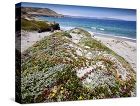 Santa Rosa Island, Channel Islands National Park, California. Wildflowers.-Ian Shive-Stretched Canvas