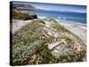 Santa Rosa Island, Channel Islands National Park, California. Wildflowers.-Ian Shive-Stretched Canvas