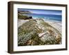 Santa Rosa Island, Channel Islands National Park, California. Wildflowers.-Ian Shive-Framed Photographic Print