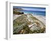 Santa Rosa Island, Channel Islands National Park, California. Wildflowers.-Ian Shive-Framed Photographic Print