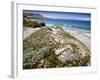 Santa Rosa Island, Channel Islands National Park, California. Wildflowers.-Ian Shive-Framed Photographic Print