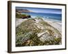 Santa Rosa Island, Channel Islands National Park, California. Wildflowers.-Ian Shive-Framed Photographic Print