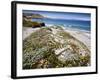 Santa Rosa Island, Channel Islands National Park, California. Wildflowers.-Ian Shive-Framed Photographic Print